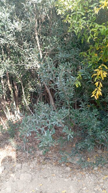 Ağaclar: Məhsul: Zeytun ağacları (meyvəli) Təsvir: - Şəkillərdə göstərilən -da lalafo.az — 4 Ağaclar: Məhsul: Zeytun ağacları (meyvəli) Təsvir: - Şəkillərdə göstərilən — 4