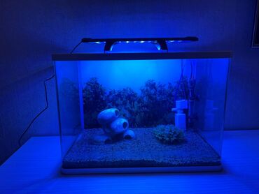 akvarium satilir: Akvarium.Olculeri :Eni -30sm,Hundurluk-38 sm,uzunluq -50 sm