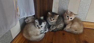 çat patpres təmiri: Şotland, Ödənişli çatdırılma — 1