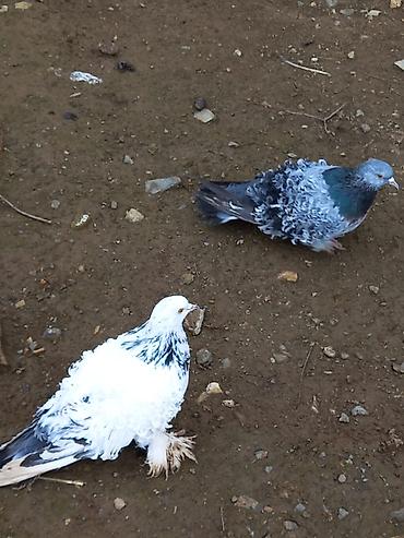 heyvan yemlərinin satışı: Salam sağlam heyvanlardi cutu 60 m — 5