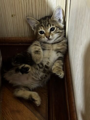 ağ dovşan: Табби