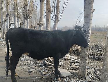 Коровы, быки: Продаю | Корова (самка) | Для молока | Привязанные — 14