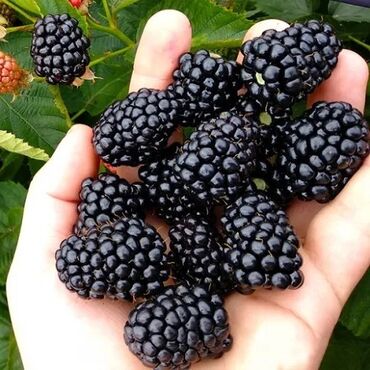 алмазный диск цена бишкек: Көчөттөр : Ежемалина
