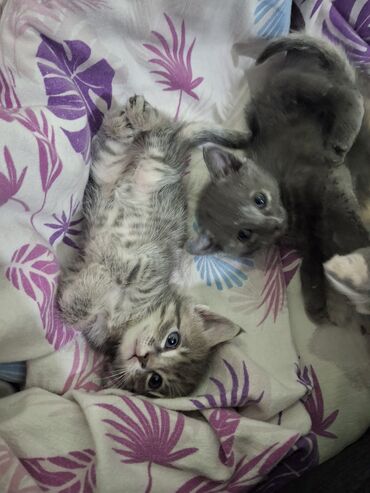 лысые кошки цена: Котята 1 месяц 3 мальчика и 3 девочки бесплатно. Нужно раздать
