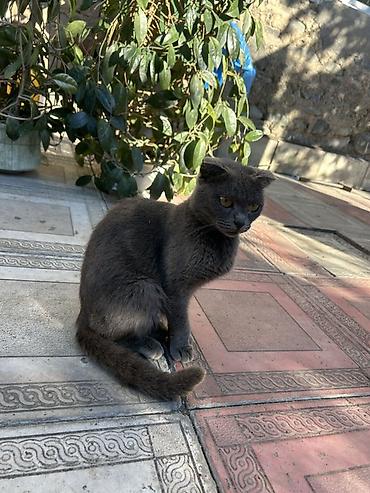 van pisiyi: Şotland, Dişi — 2