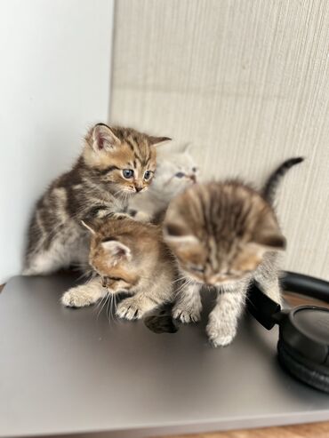 Pişiklər: Şinşilla -da lalafo.az — 17 Pişiklər: Şinşilla — 17