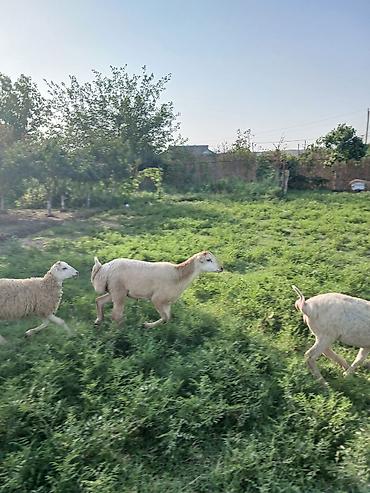 cücə və xoruz təmsil: Sağlam qurbanlığa yararlı heyvandı — 4