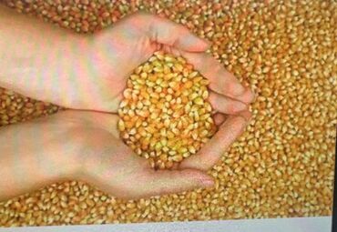 Крупы, мука, сахар: Продаю кукурузу рушенную в мешках 8тонн,сорт пионер.Цена 17сом за кг