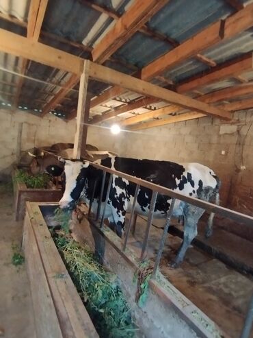 животные коровы: Продаю | Корова (самка) | Симментальская | Для разведения, Для молока | Племенные