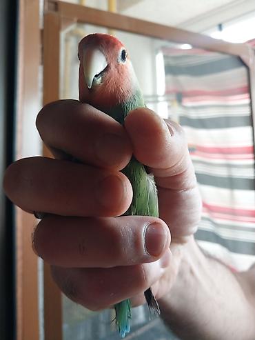 Növ: Agapornis (Sevgi tutuquşusu) – yaşıl bədən, mavi quyruq ucları