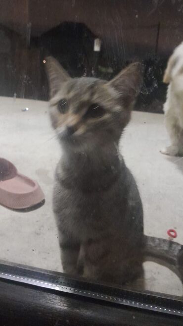 Pişiklər: Türk anqora -da lalafo.az — 28 Pişiklər: Türk anqora — 28