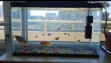 Balıqlar: Balıqlar və akvaryum biryerdə satilir -da lalafo.az — 8 Balıqlar: Balıqlar və akvaryum biryerdə satilir — 8