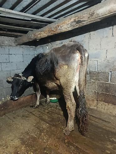 Коровы, быки: Продаю | Корова (самка) | Для молока | Племенные — 10