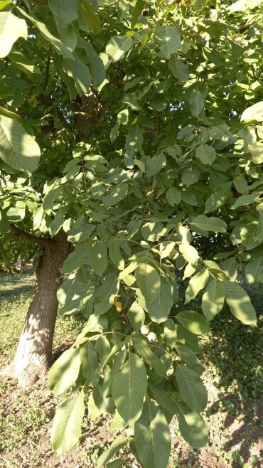 Həyət evləri və villaların satışı: 6 otaqlı, 150 kv. m, Orta təmir — 53