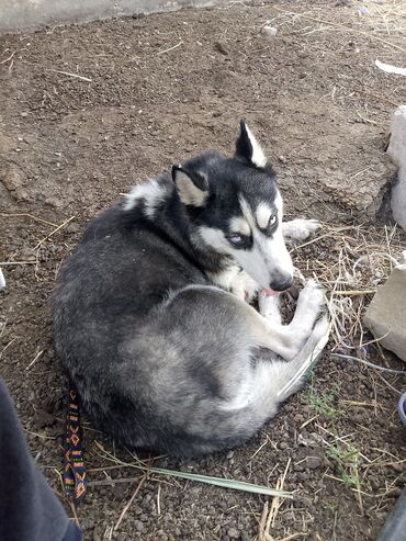 pudeler: Pudel, 11 ay, Dişi, Cütləşmə üçün, Pulsuz çatdırılma