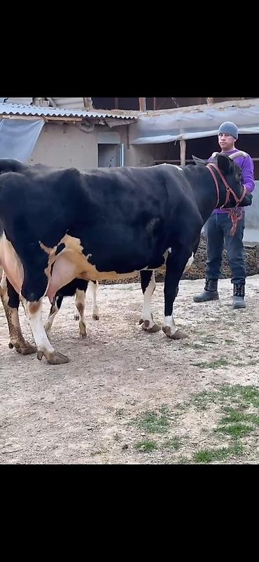 Inəklər, öküzlər: Südlük inək və balası - Cins: qara‑ağ (Holştin tipli) süd istiqamətli — 3