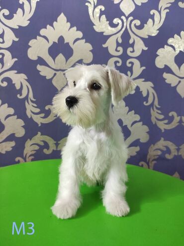 Psi: Odgajivačnica KARDIA SKILOS Kennel ima na prodaju prelepe štence belog na lalafo.rs — 10 Psi: Odgajivačnica KARDIA SKILOS Kennel ima na prodaju prelepe štence belog — 10