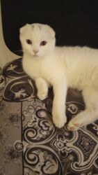 pişik sortları: Şinşilla, Erkək, Yaxşı əllərə