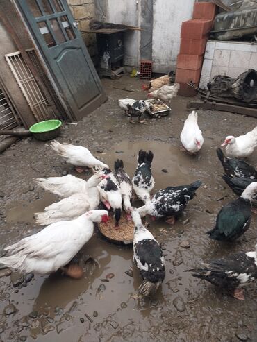 Ördəklər: Erkək, | Lal ördək, Ətlik — 6