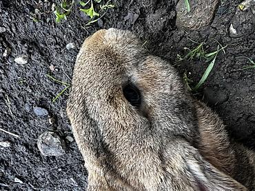 Кролики: Продаю | Крольчиха (самка), Кролик самец, Крольчата | Для разведения — 13