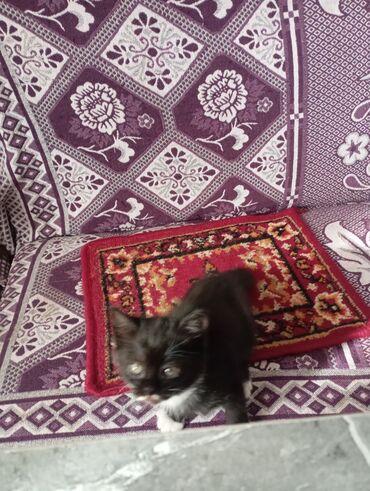 Продажа кошек: Котята от домашней кошки с вислыми ушками (на фото мама). Окрас у — 9