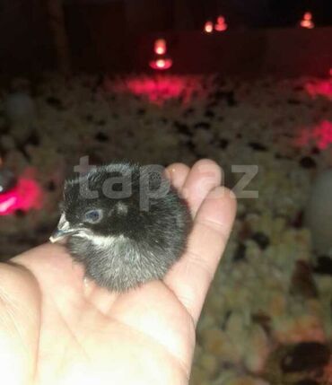 Xoruzlar: Xoruz, il: <1, Ödənişli çatdırılma — 3