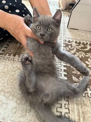 манчкин кот купить: Котята, домашнее выращивание. Описание: - Возраст: приблизительно 2–3 — 3