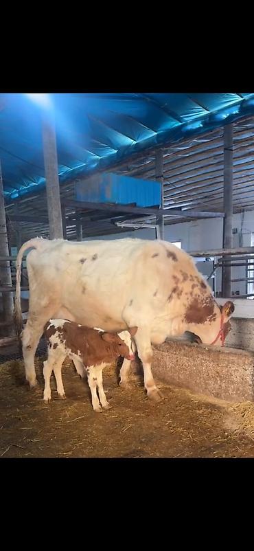 Inəklər, öküzlər: Südlük inək və buzov - Cins: alaca (şəkillərdə qırmızı-alaca rəngli) — 17