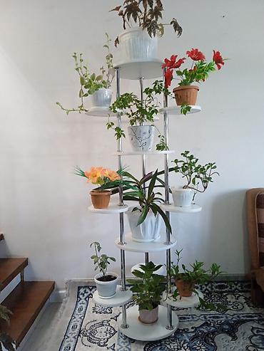 Полка, этажерка для цветов, Новый, ЛДСП at lalafo.kg Полка, этажерка для цветов, Новый, ЛДСП