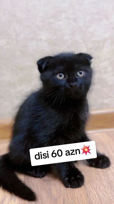 dovşan şəkilləri çəkmək: Şotland yastı qulaq, Dişi, Yaxşı əllərə, Ünvandan götürmə, Ödənişli çatdırılma