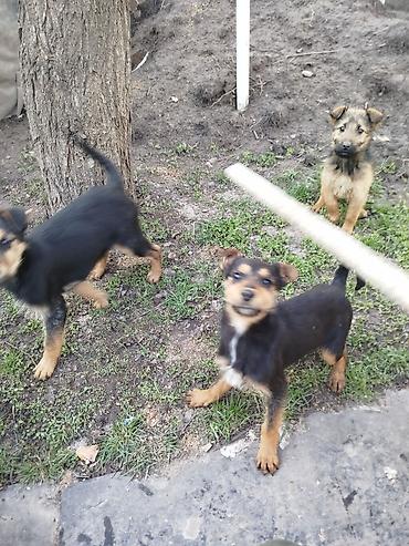 Отдам даром собаку: Щенки среднего типа,метисы,4 месяца, жёсткошёрстные, окрас — 8
