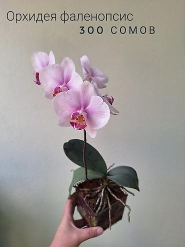 комнатный цвиты: 🌿 Комнатные растения/цветы (детки/молодые растения). 🪴 Названия и цены — 2