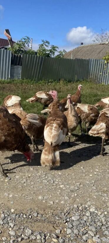 Hinduşkalar: Salam alekum bu hidusqa satandab 5 hidusqa zakaz etmisik pulu atmisiq — 2