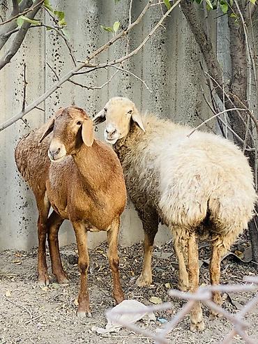 узи апарат для животных: Продаю | Овца (самка) | Для разведения | Матка — 4