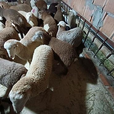 Quzu: Salam aleyküm dişi quzlar205 mantda kom 14 quzdu dişller. erkey — 16