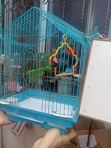 tovuz qusu satilir: TƏCİLİ SATILIR *"VIP Papuqay Sarayı" satılır VIP papuqay satılıb — 4