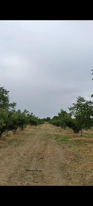 səkidə torpaq: - Çıxarışı var. Kənd təsərrüfatı təyinatlı torpaqdır. - 1.27 hektar — 5