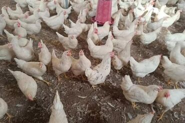 сколько стоит собака бу: 0702395242 liqorin toyuğu var satişda kim isdese buyrun zəng vura