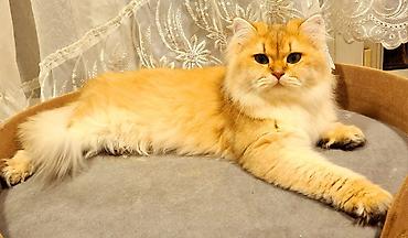 Pişiklər: Şotland — 8