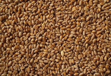 Корма для с/х животных: Куплю пшеницу, свыше 5 тонн