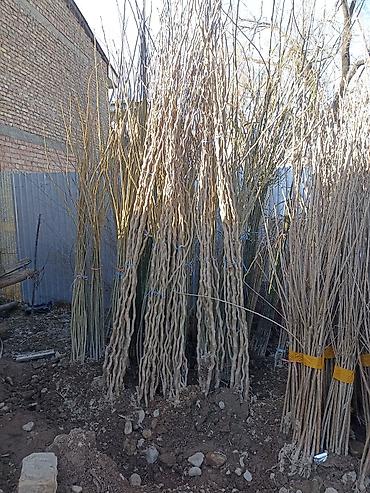 Виноград: Саженцы оптом и в розницу г.Бишкек доставка по городу Все виды — 20