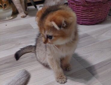 Pişiklər: Qızıl şinşilla, Dişi, Ünvandan götürmə — 12