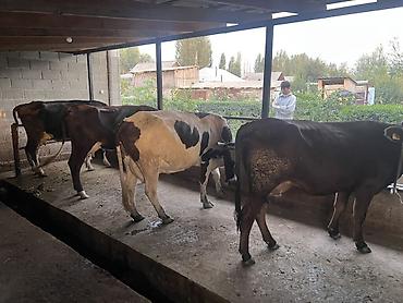 С/х животные и товары: Продаю | Корова (самка) | Для молока | Привязанные — 1