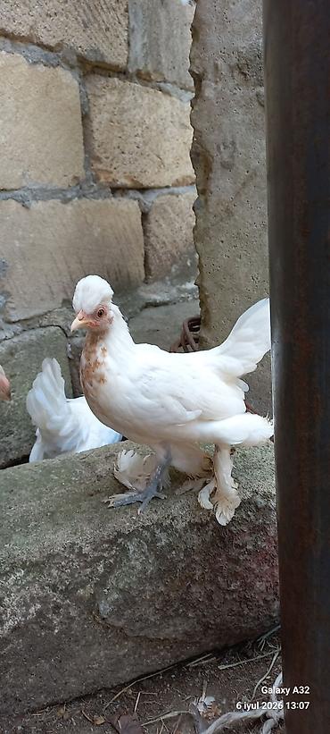 Toyuqlar: Toyuq, Damazlıq -da lalafo.az — 11 Toyuqlar: Toyuq, Damazlıq — 11