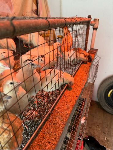 Товары и оборудование для с/х животных: Продается клетка для перепел at lalafo.kg — 11 Товары и оборудование для с/х животных: Продается клетка для перепел — 11