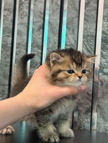 кастрация кота бишкек цена: Британ кыска жүндүү, 1 айлык, Эркек, Алтын шиншилла, Лотокко барууга үйрөтүлгөн, Курттардан тазаланган, Эмделген