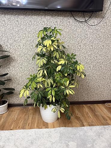 пальма цветы: Комнатные растения в горшках: 1) Шеффлера вариегатная (Schefflera — 1