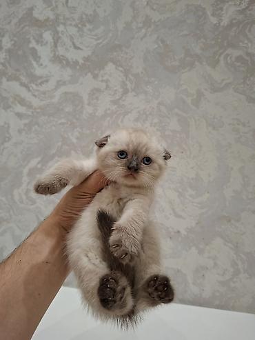 Pişiklər: Tabbi — 5