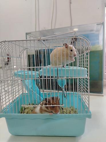 qefes satisi: Hamster sağlam balalardır Qəfəs ilə bir yerdə satılır çatdırılma var — 1