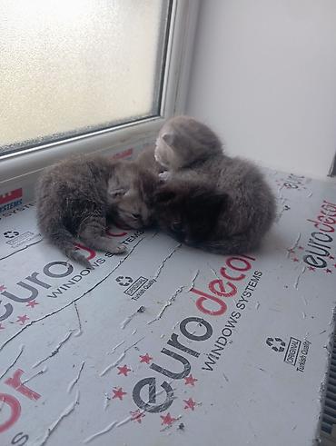 pekines itlerin satisi: Yaxşı əllərə — 2